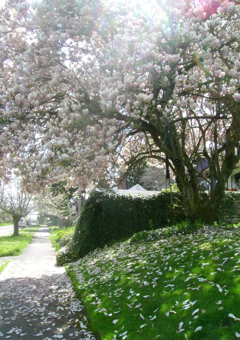 Fresh flowering tree of spring
