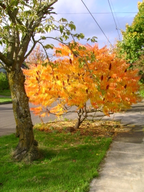 leaves entire tree