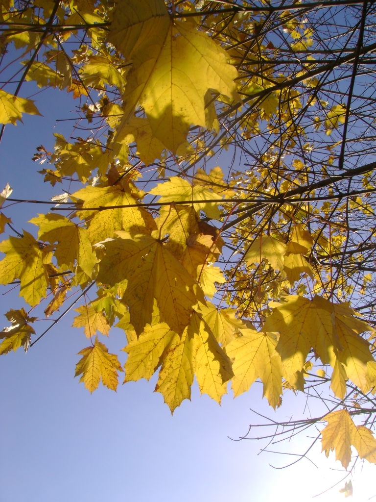 golden leaves of late late autumn