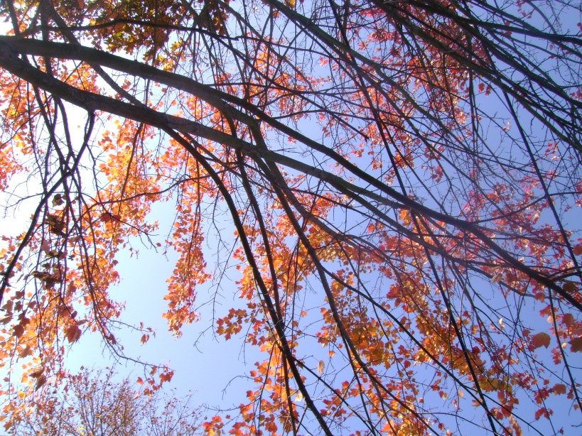 Leaves in trees in the pale December sky