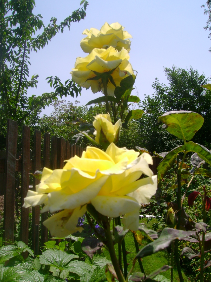 my 2012 JULY--yellow roses in Lillian's garden