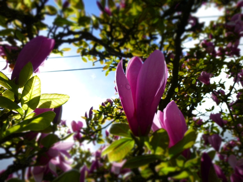 Looking up on purple dogwood buds by SBI